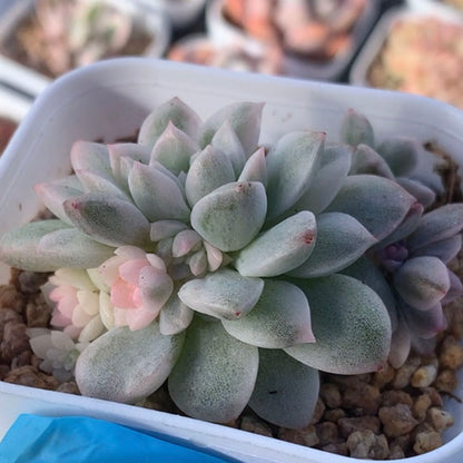 succulent_Echeveria Prolifica Variegated