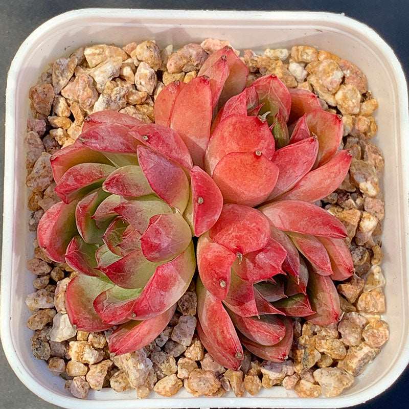 succulent_Echeveria Queen Cluster