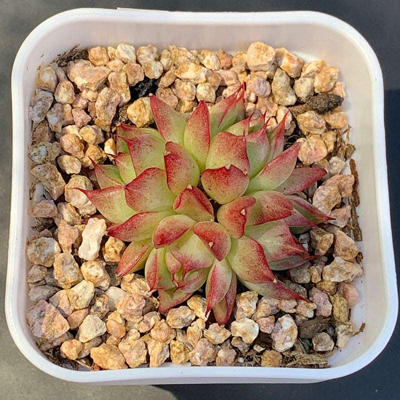 succulent_Echeveria Queen SP