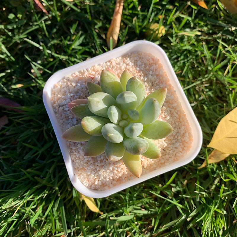 succulent_Echeveria Rainbow Beauty