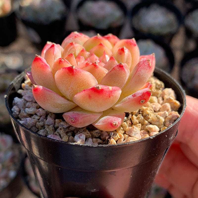 succulent_Echeveria Red Velvet SP