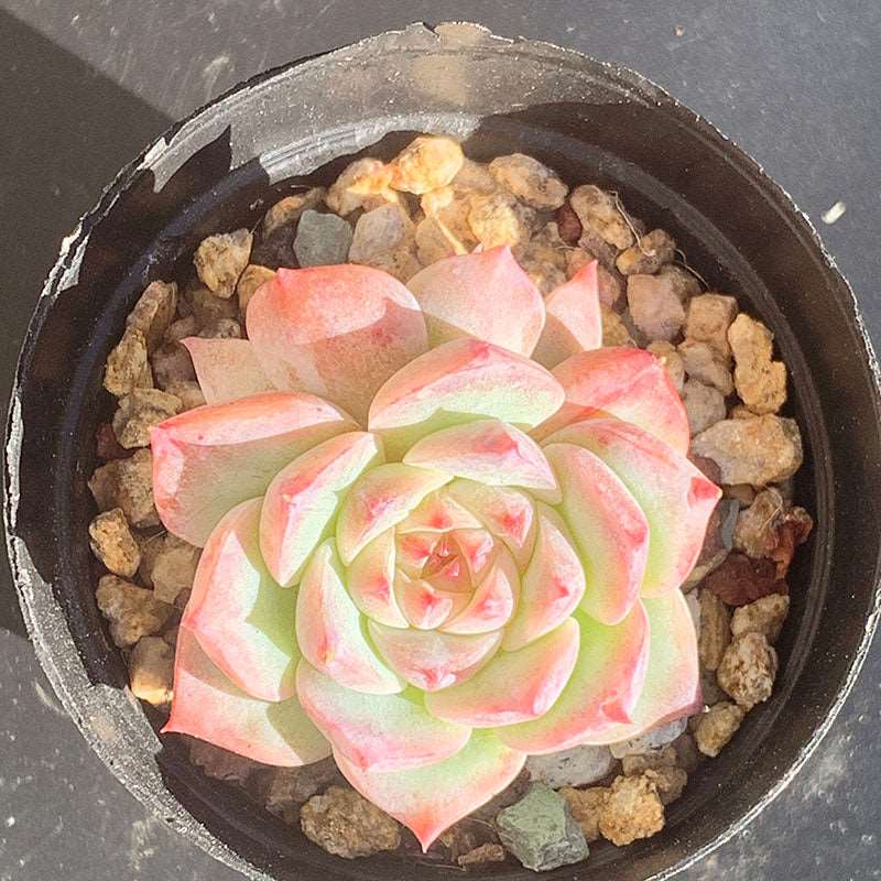 succulent_Echeveria Red Velvet