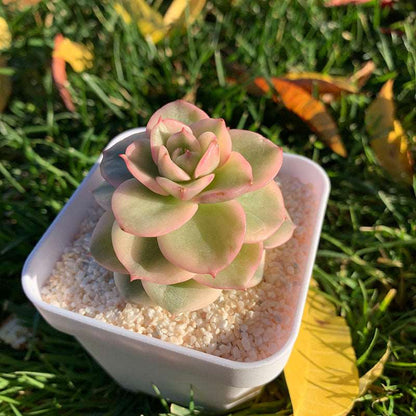 succulent_Echeveria Rolly Variegata