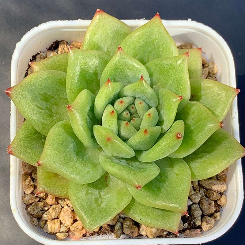 succulent_Echeveria Rose