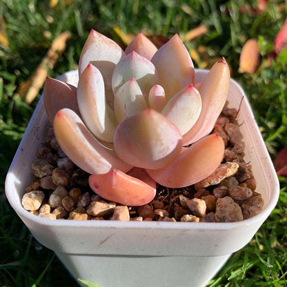 succulent_Echeveria Sang-A