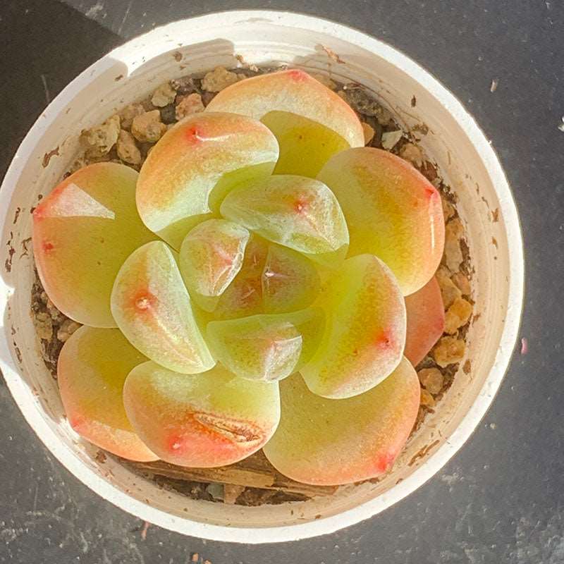 succulent_Echeveria Secret Ice Cream