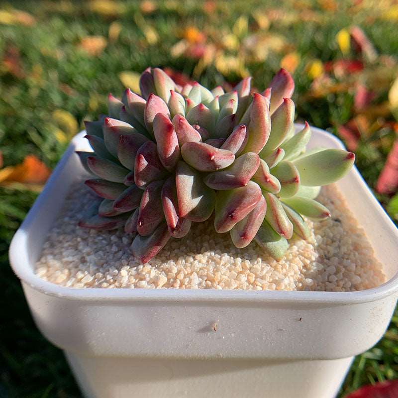 succulent_Echeveria ShaneBlade