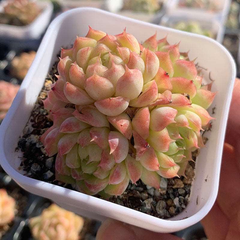 succulent_Echeveria Sideline Queen