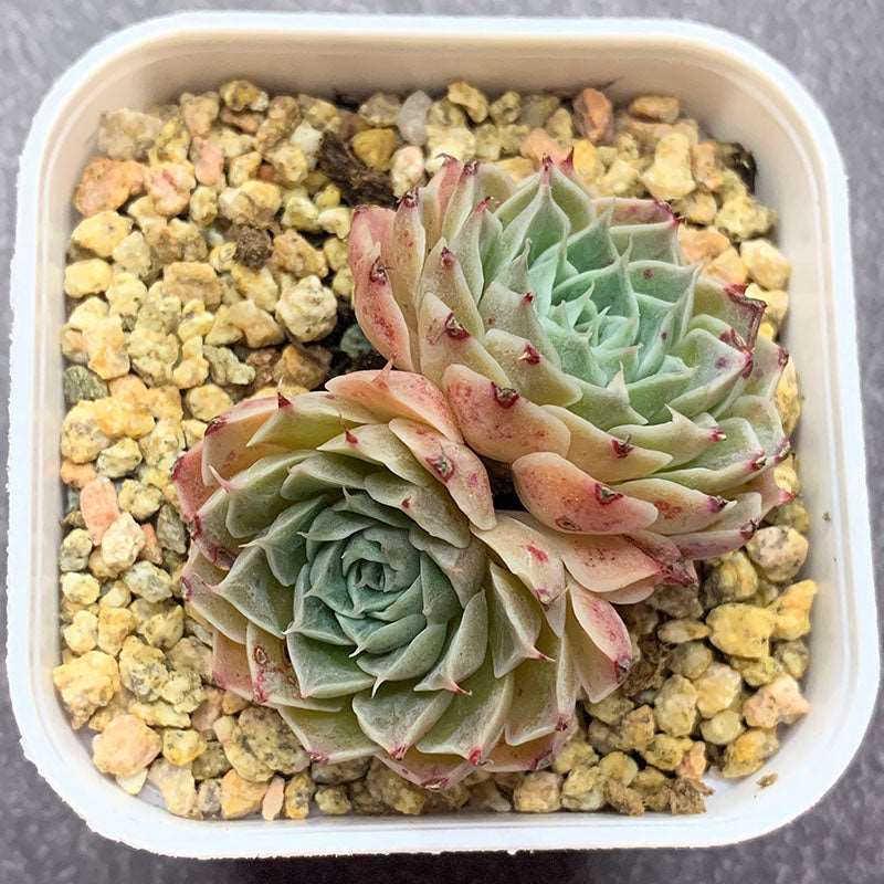 succulent_Echeveria Sky Rose