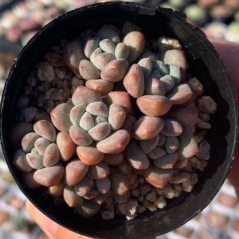 succulent_Echeveria Special System