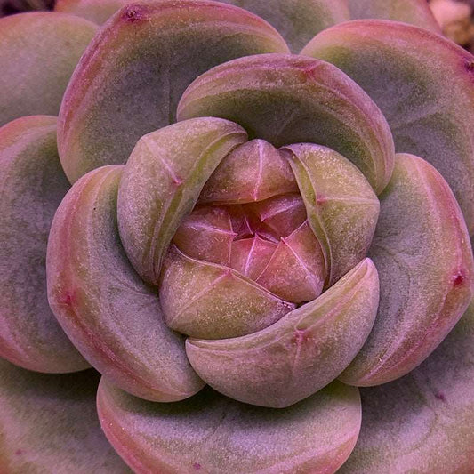 succulent_Echeveria Star Jenny