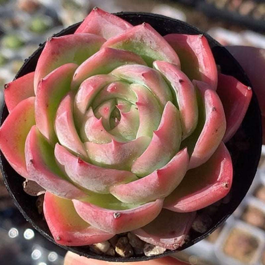 succulent_Echeveria Steal Heart