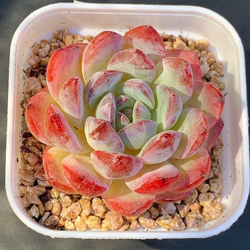 succulent_Echeveria Strawberry Almond