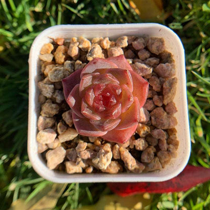 red beauty succulent Echeveria Strawberry Jam/草莓果酱 – RDDsucculents