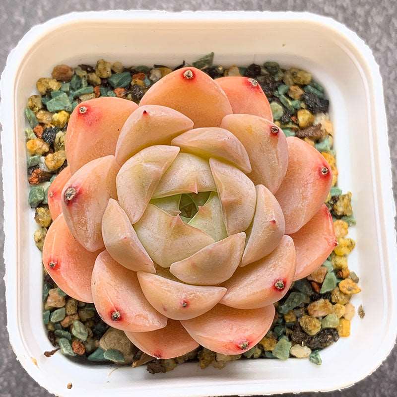 succulent_Echeveria Strawberry Milkshake