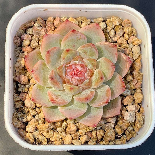 succulent_Echeveria WeiXun