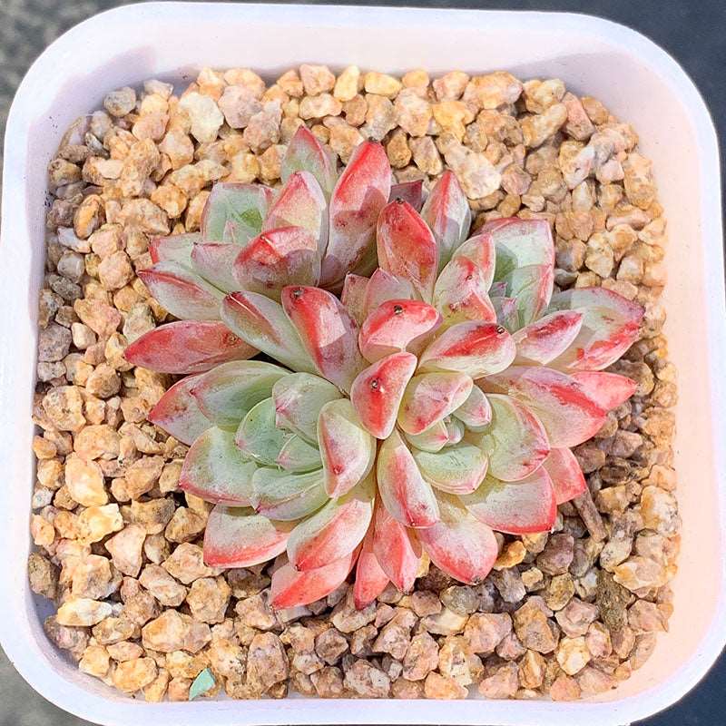 succulent_Echeveria Werther