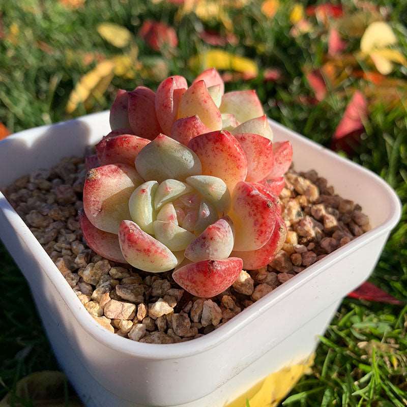 succulent_Echeveria White Birch