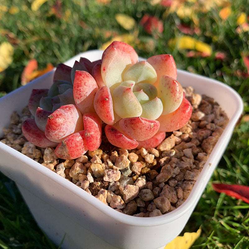birch succulent Echeveria White Birch/白桦