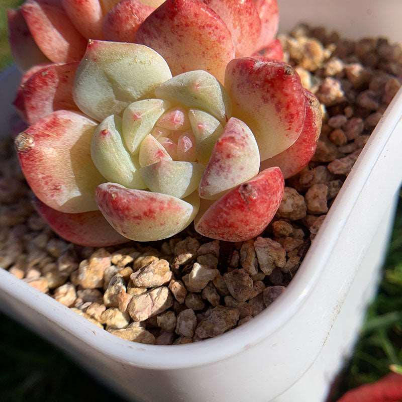 jelly jam succulent Echeveria White Birch/白桦 – RDDsucculents