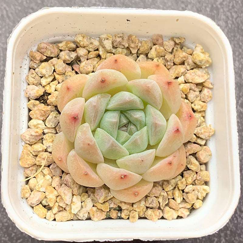 succulent_Echeveria White Dream