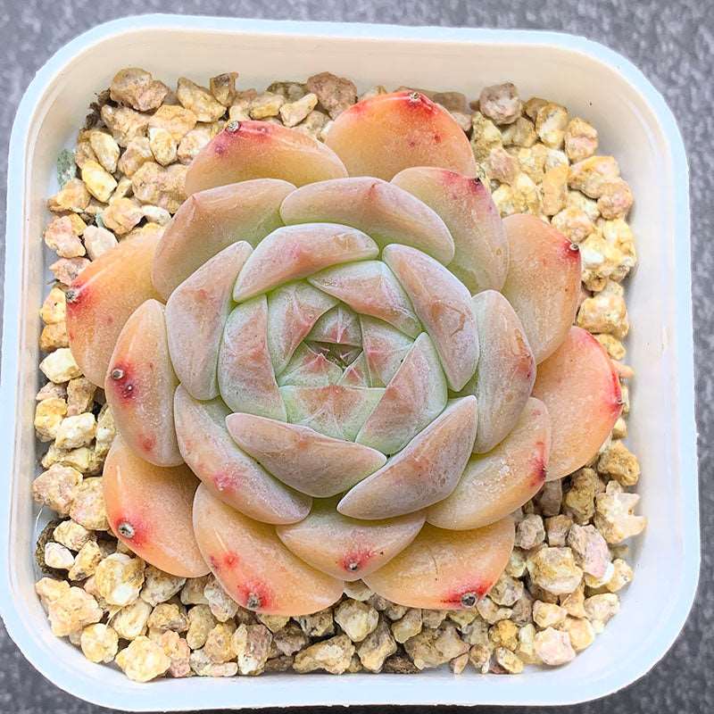 succulent_Echeveria Xiaohuarong