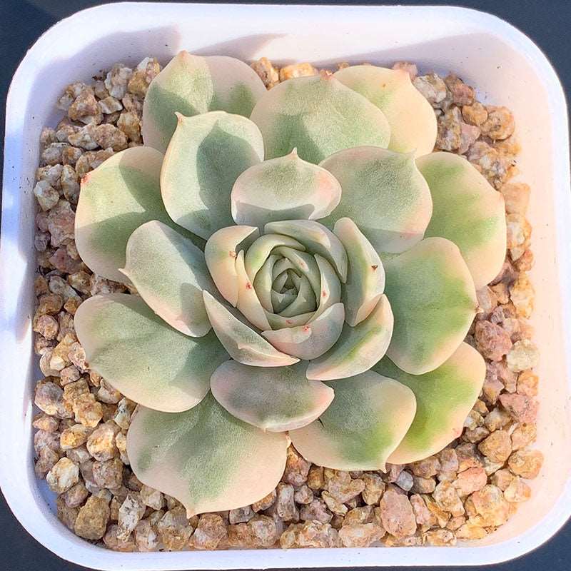 succulent_Echeveria cv.Onslow Variegated