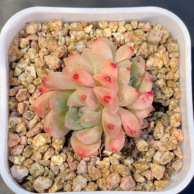 succulent_Echeveria like a dream