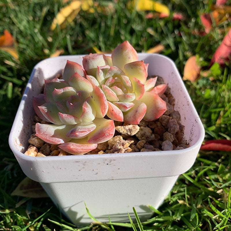 succulent_Eheveria MoonFace