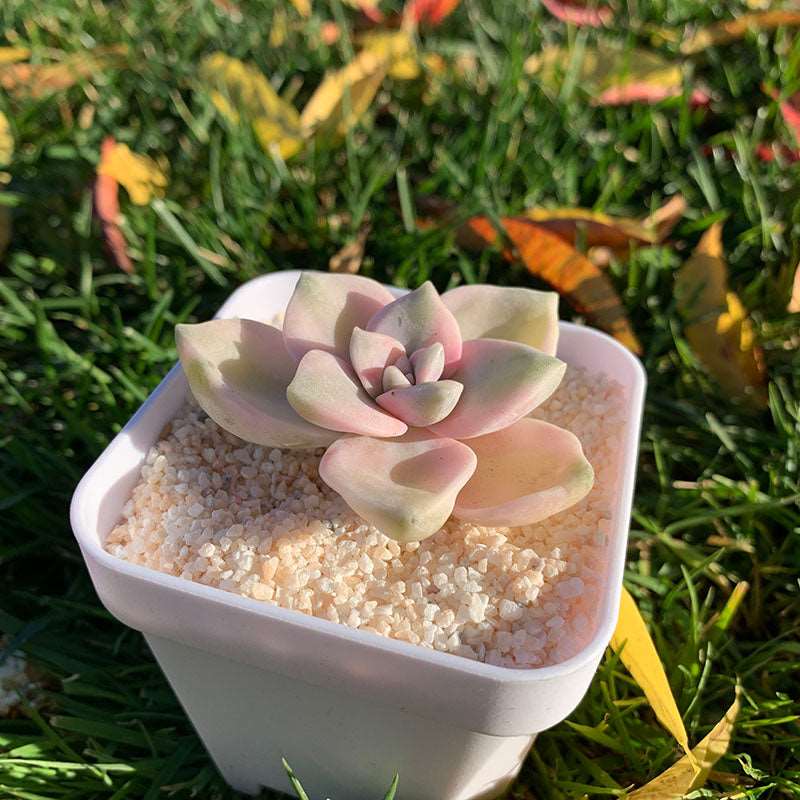 succulent_Graptopetalum Purple Delight Variegated