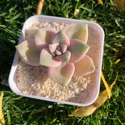 succulent_Graptopetalum Purple Delight Variegated