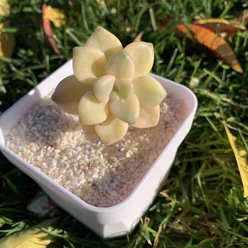 succulent_Graptoveria Titubans