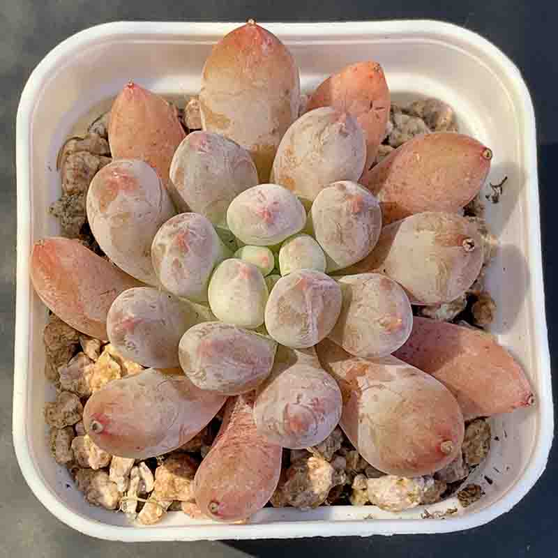 succulent_Pachyveria Angel's Finger