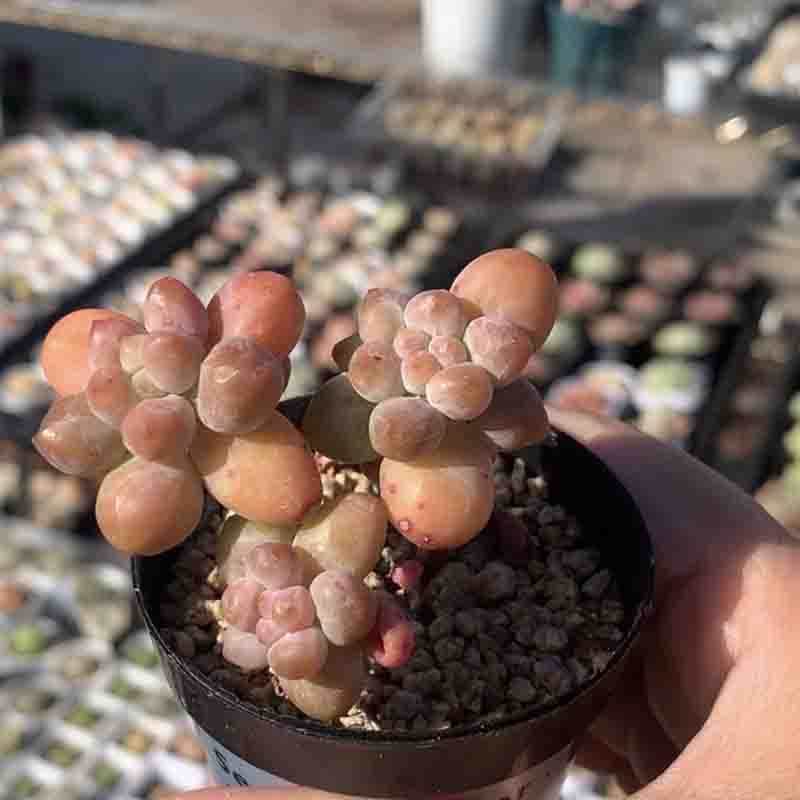 succulent_Sedum Fat Star