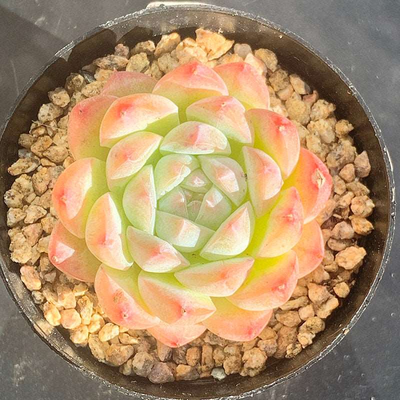 succulent_lEcheveria Dream Barbie