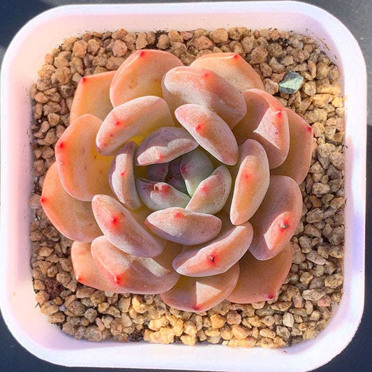 succuulent_Echeveria Monroe